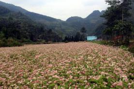 Lễ hội hoa Tam giác mạch trên Cao nguyên đá Đồng Văn