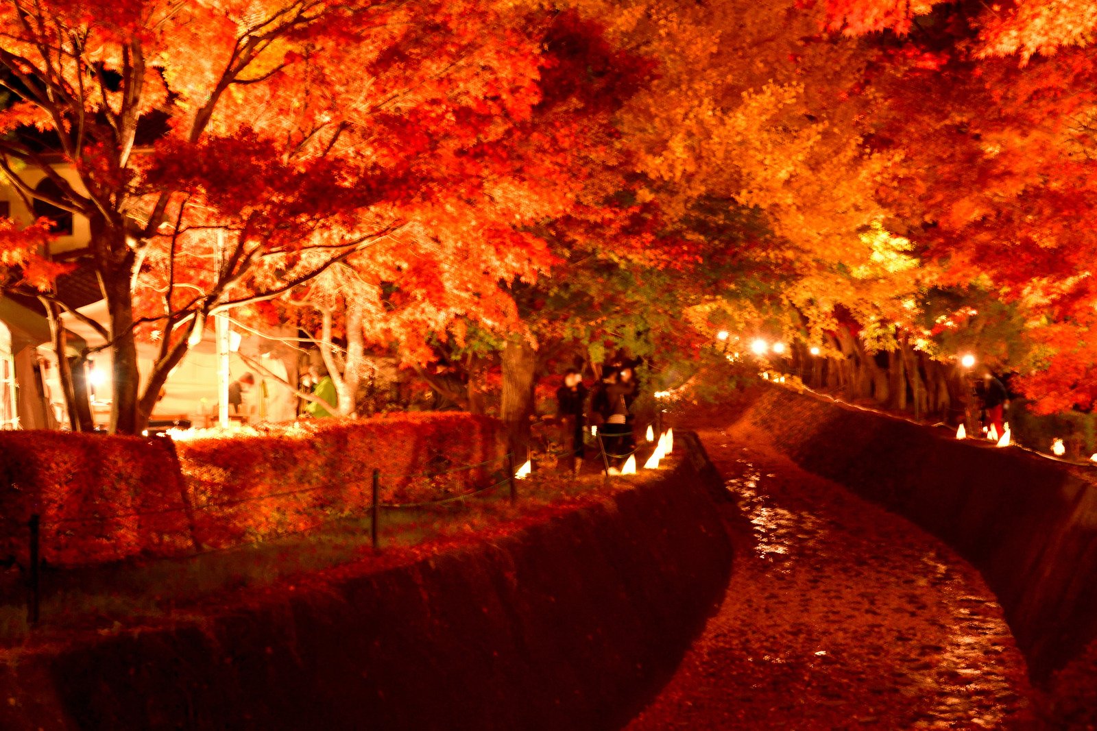 Đường hầm lá phong trứ danh của lễ hội mùa thu Fuji Kawaguchiko