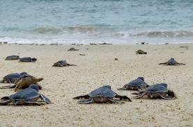 10 ngày trải nghiệm 'đỡ đẻ' cho rùa Côn Đảo