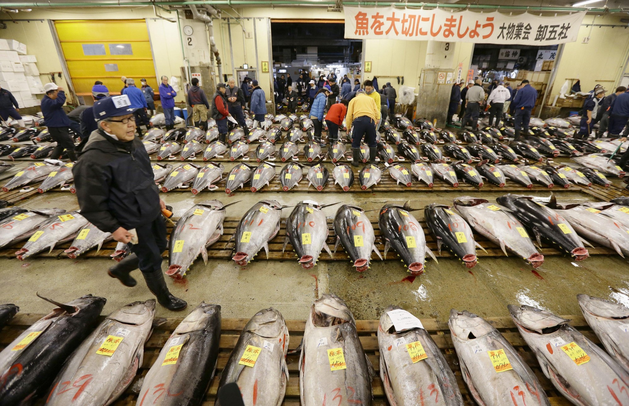Quy mô “khủng” của chợ cá Tsukiji