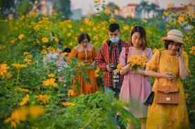 Giới trẻ đổ về vườn hoa dã quỳ ở Hà Nội