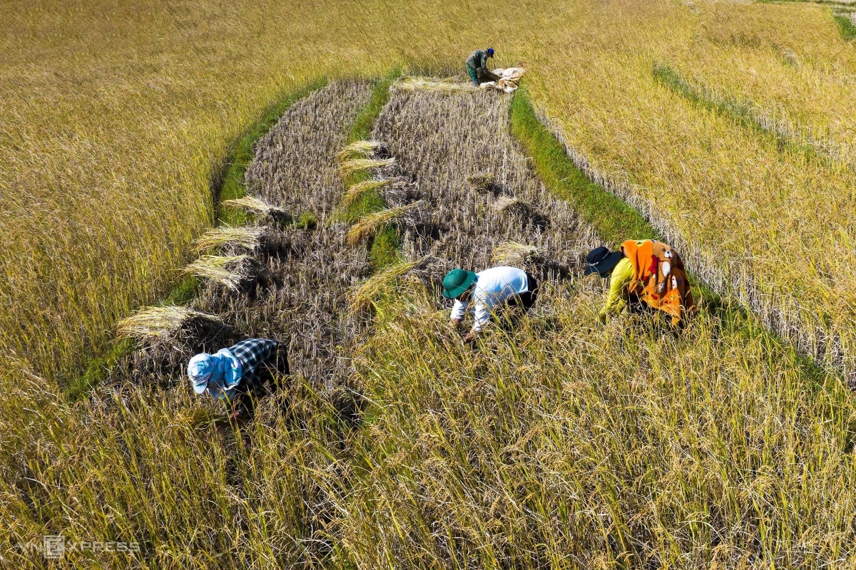 Mùa lúa chín ở bắc Tây Nguyên