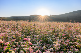 Chuyến đi chớp nhoáng săn mây và tam giác mạch