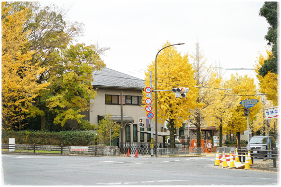 Đường phố trải thảm vàng, công viên rợp sắc đỏ ngày cuối thu ở Nhật Bản