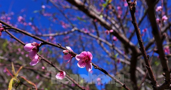 Lên 'cổng trời' ngắm hoa đào bung nở