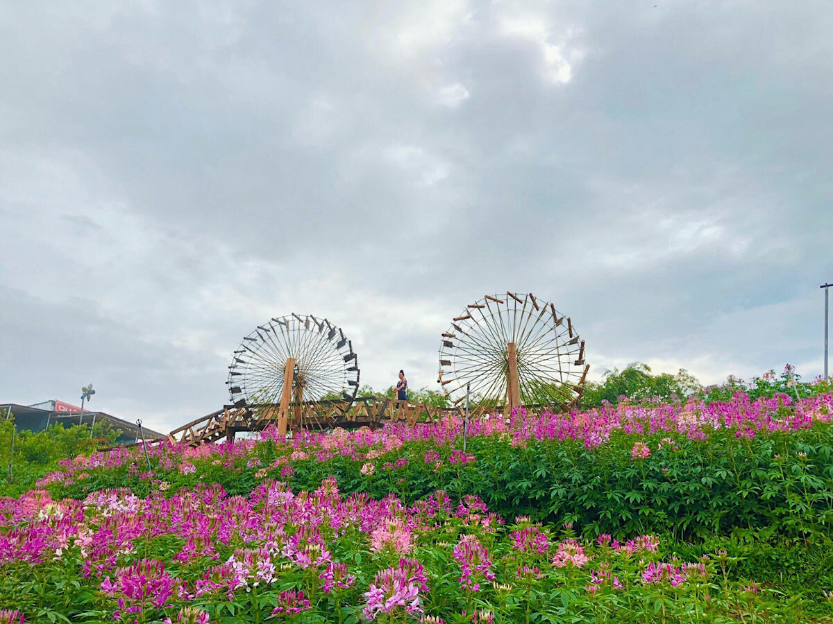 Khám phá thung lũng hoa trên đèo Pha Đin