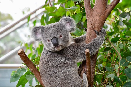 tst tourist - koala