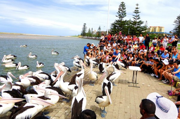 Hundreds-of-visitors-gather-daily-at-the-Entrance-Waterfront-to-watch-Pelican-Feeding