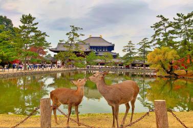 SẮC THU VÀNG NHẬT BẢN: OSAKA - KOBE - KYOTO - NARA