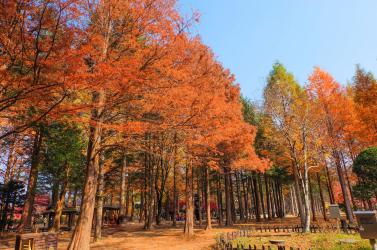 HÀNH TRÌNH KHÁM PHÁ MÙA THU HÀN QUỐC: SEOUL - NAMI - SEORAK