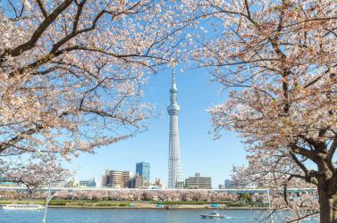 NGẮM HOA ANH ĐÀO NHẬT BẢN: TOKYO – FUJI – HAKONE